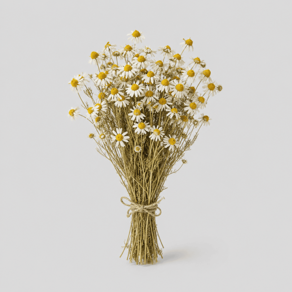 chamomile Herbal