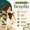 gingko3 Ginkgo Biloba