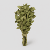lemon balm Herbal