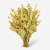 Linden Flower